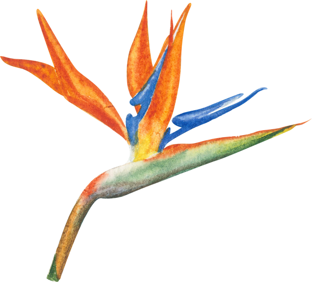 Watercolor bird of paradise flowers